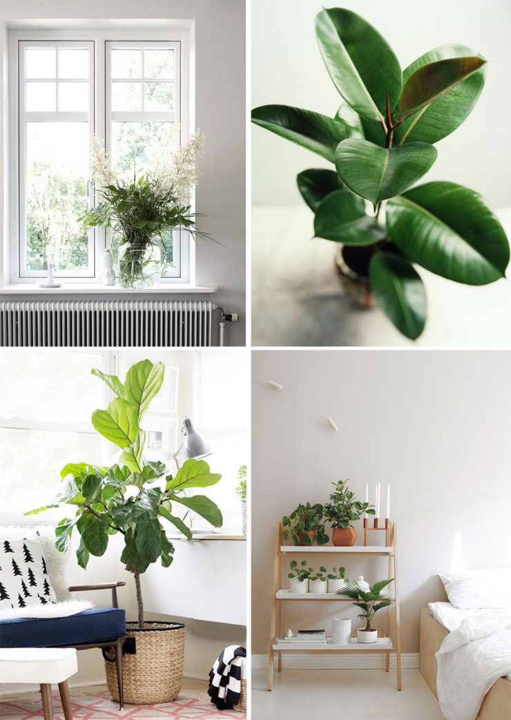 The Condo Dweller’s Guide to Houseplants and Flowers - Girls Of T.O.